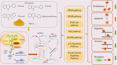 Flavonoids Inhibit Cancer by Regulating the Competing Endogenous RNA Network